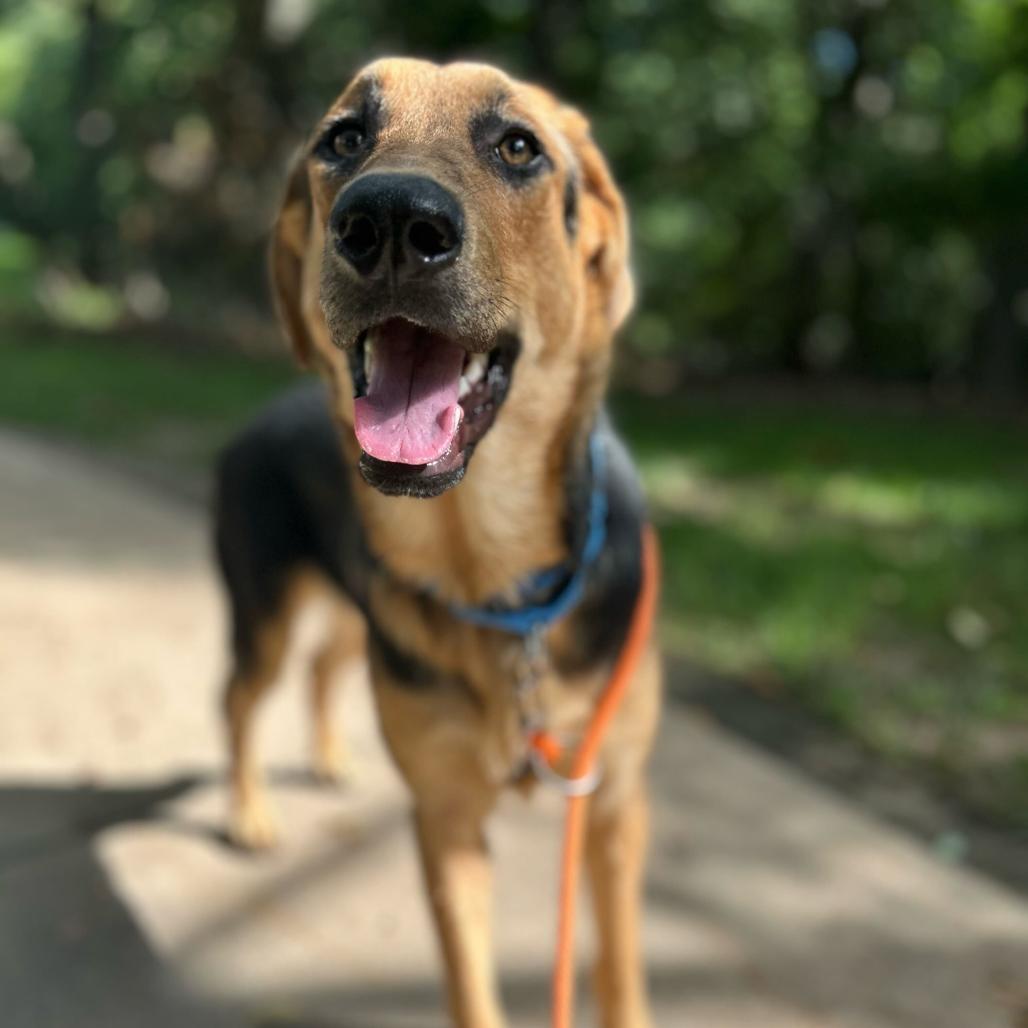 Enlarge Fig, a Adoptable Shepherd in Grand Rapids, MI image 2/6