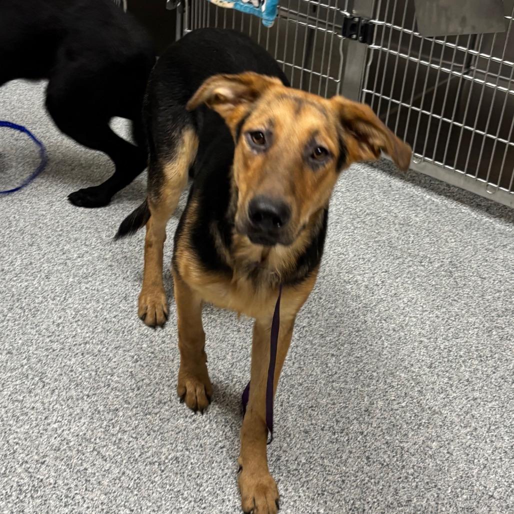 Fig, Adoptable, Young Female Shepherd.