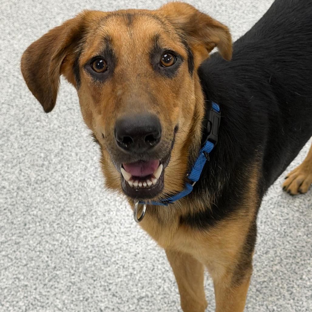 Enlarge Fig, a Adoptable Shepherd in Grand Rapids, MI image 2/2