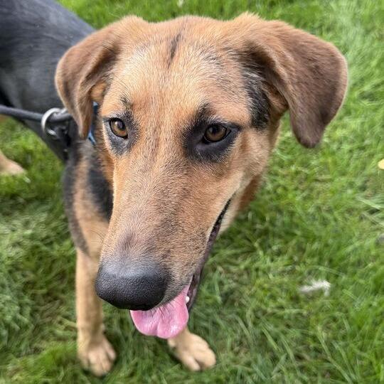 Enlarge Fig, a Adoptable Shepherd in Grand Rapids, MI image 5/6