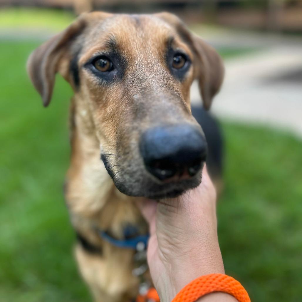 Enlarge Fig, a Adoptable Shepherd in Grand Rapids, MI image 6/6