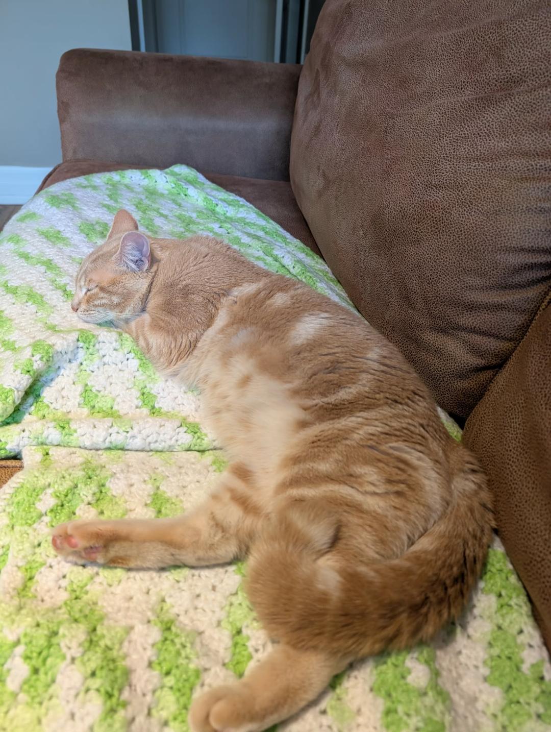Allan, an adopted Tabby in Hamilton, ON image 4/4