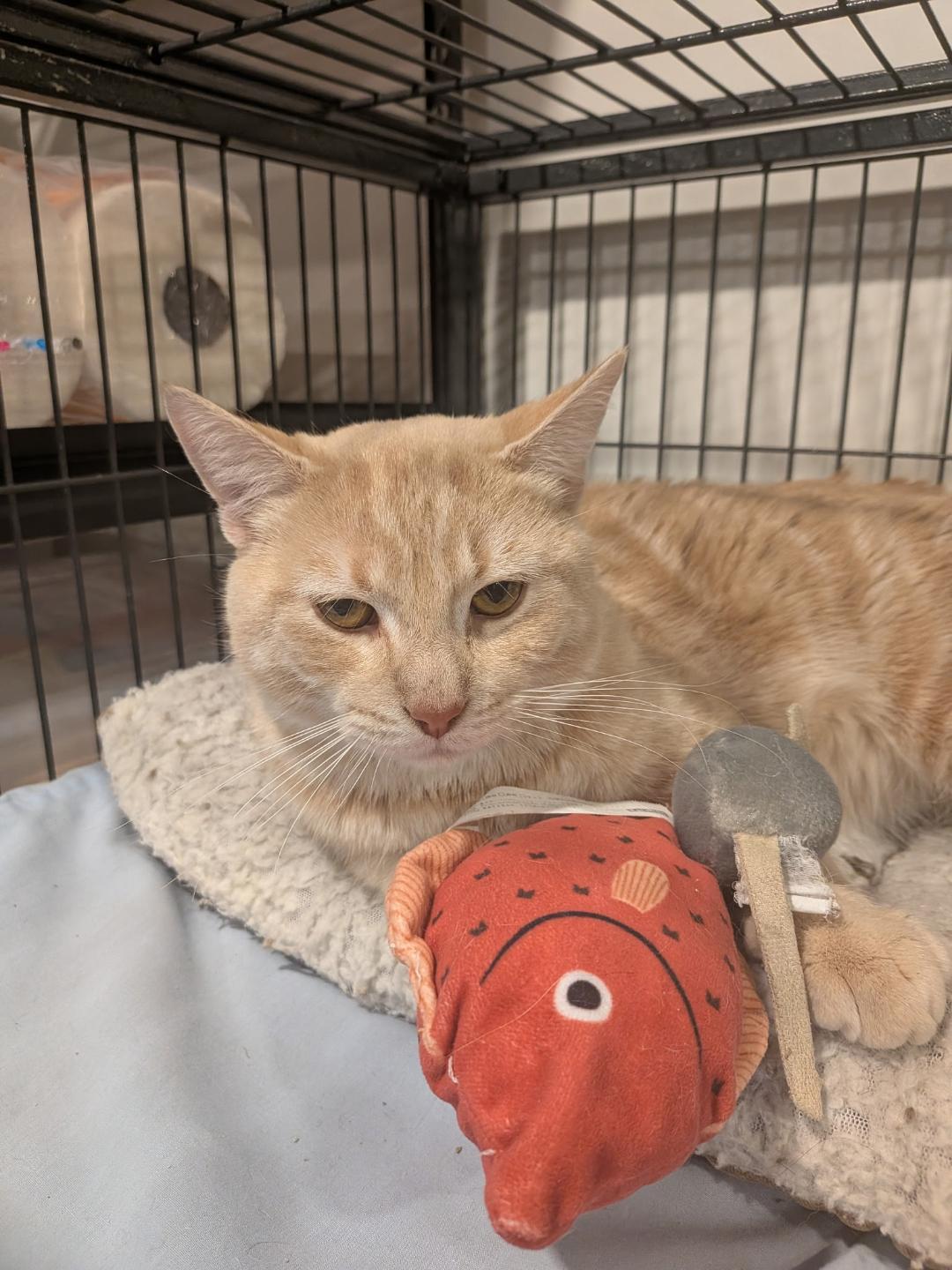 Allan, adopted, Adult Male Tabby.