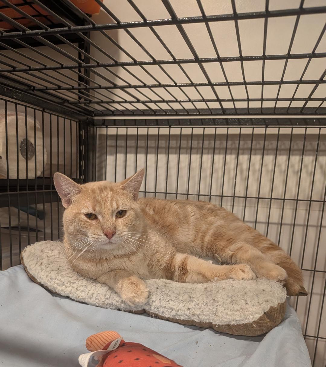 Allan, an adopted Tabby in Hamilton, ON image 3/4