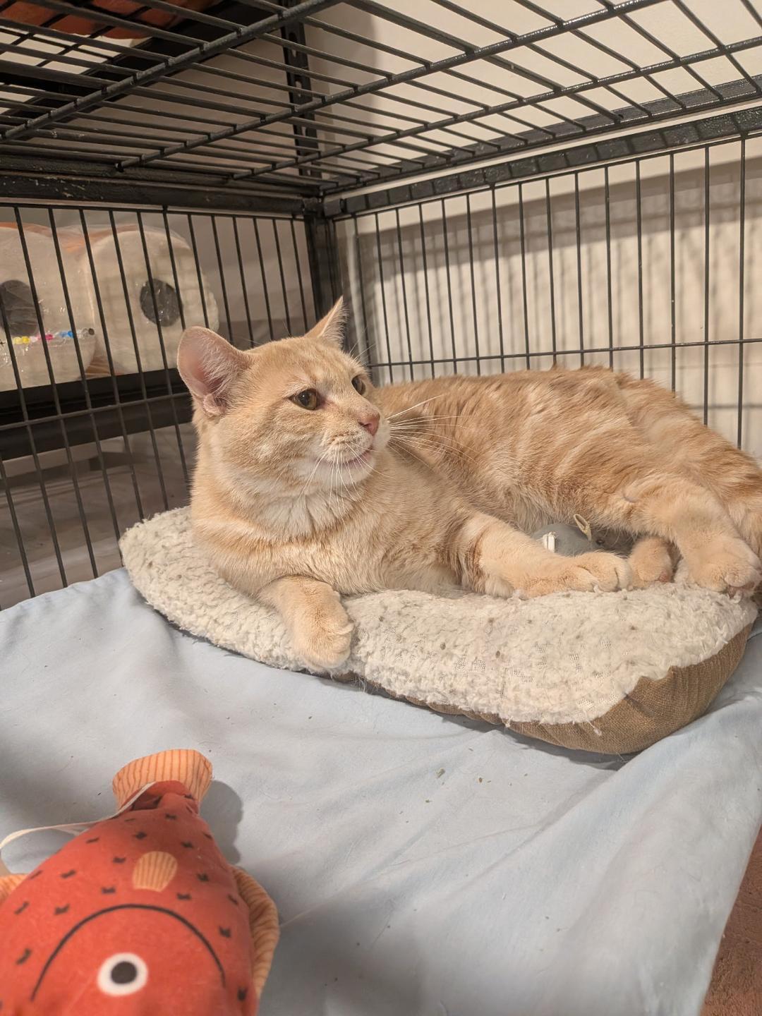 Allan, an adopted Tabby in Hamilton, ON image 2/4