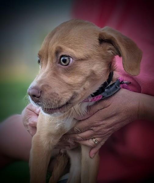 Hazel, adopted, Puppy Female Vizsla.