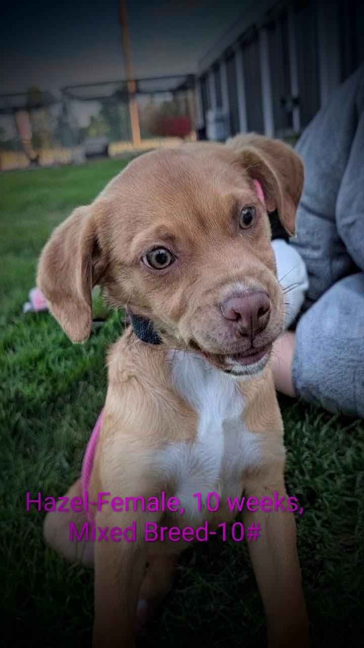 Enlarge Hazel, an adopted mixed breed in Mauston, WI image 2/2