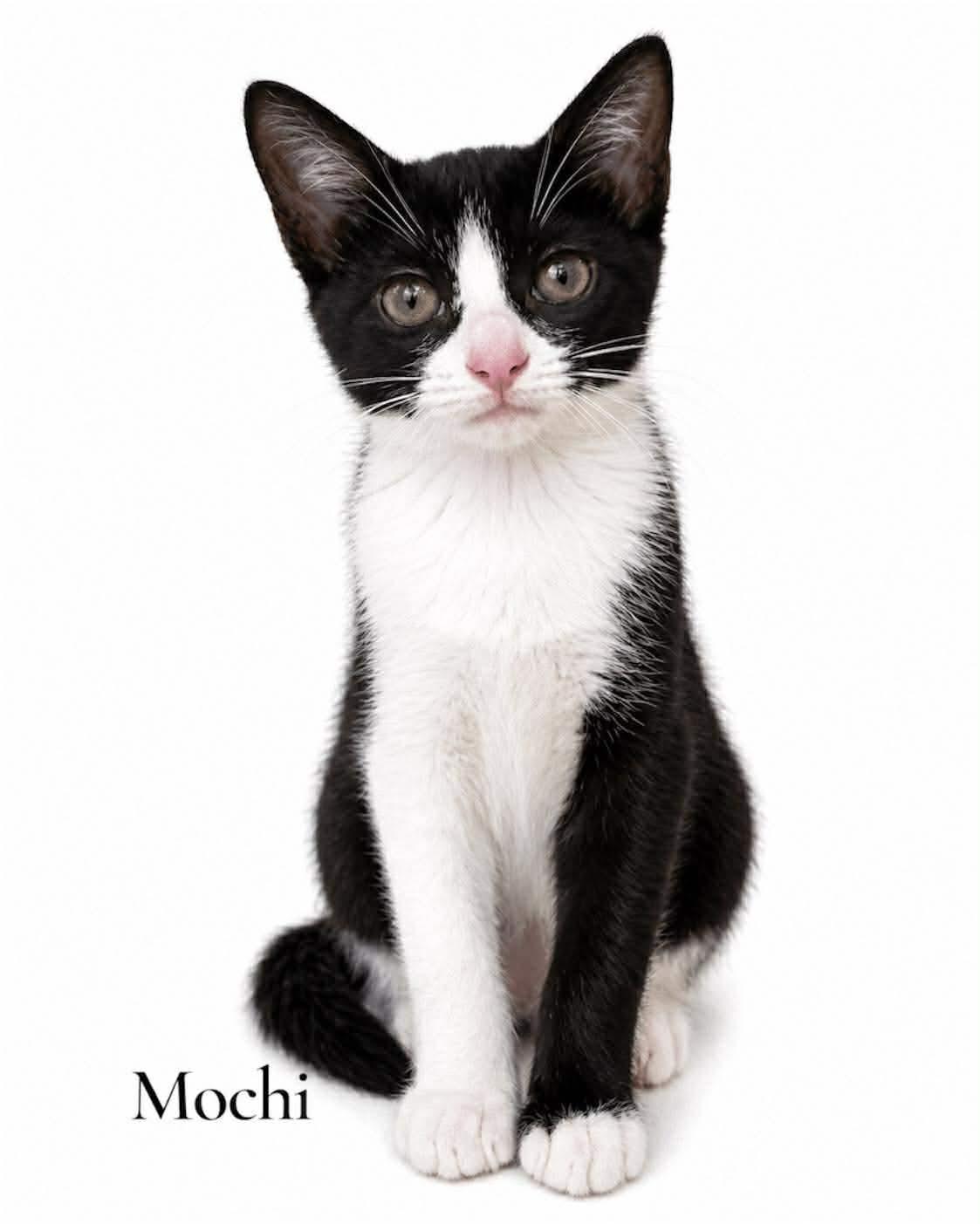 Enlarge Mochi, a ADOPTABLE Domestic Short Hair in Stevensville, MI image 1/1