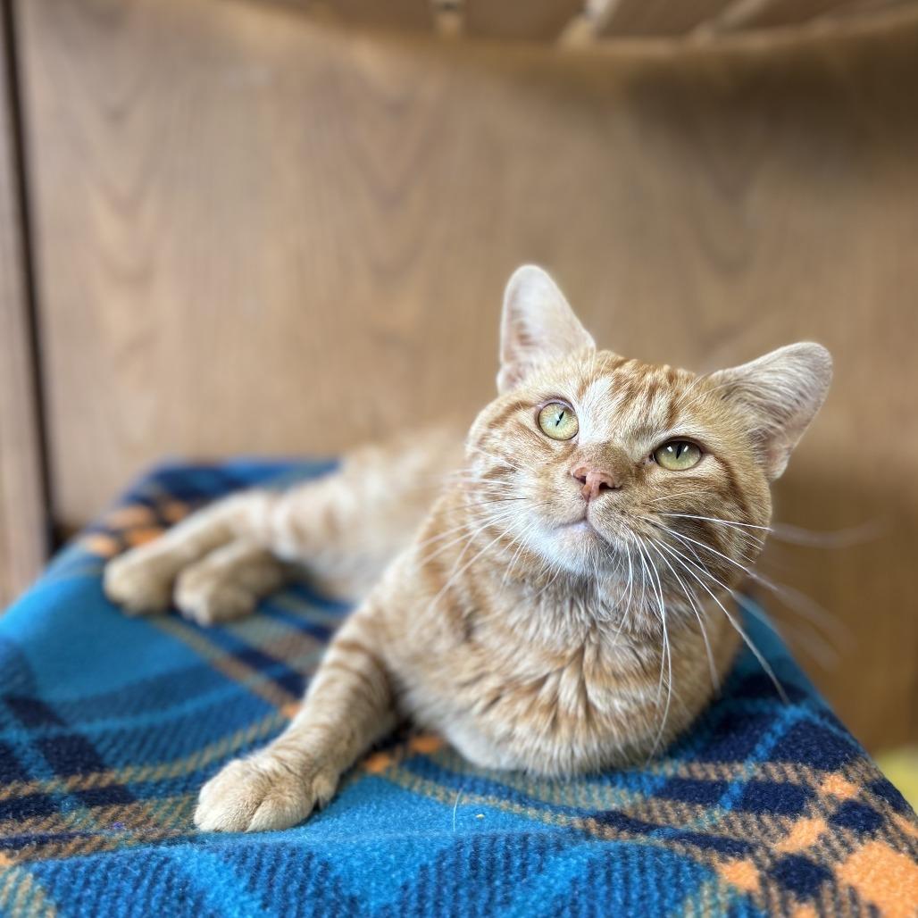 Enlarge Grover, a Adoptable Manx in Fargo, ND image 1/2