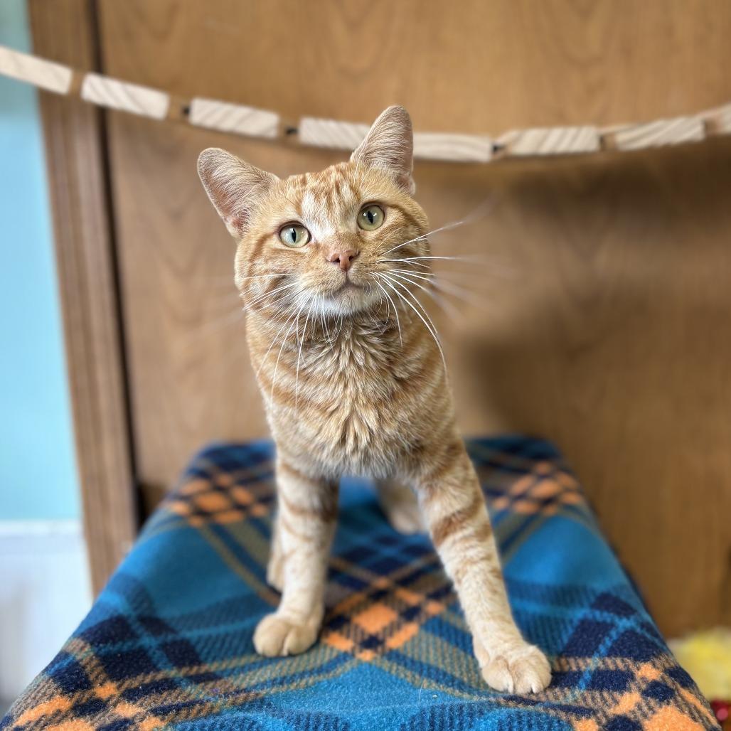 Enlarge Grover, a Adoptable Manx in Fargo, ND image 2/2