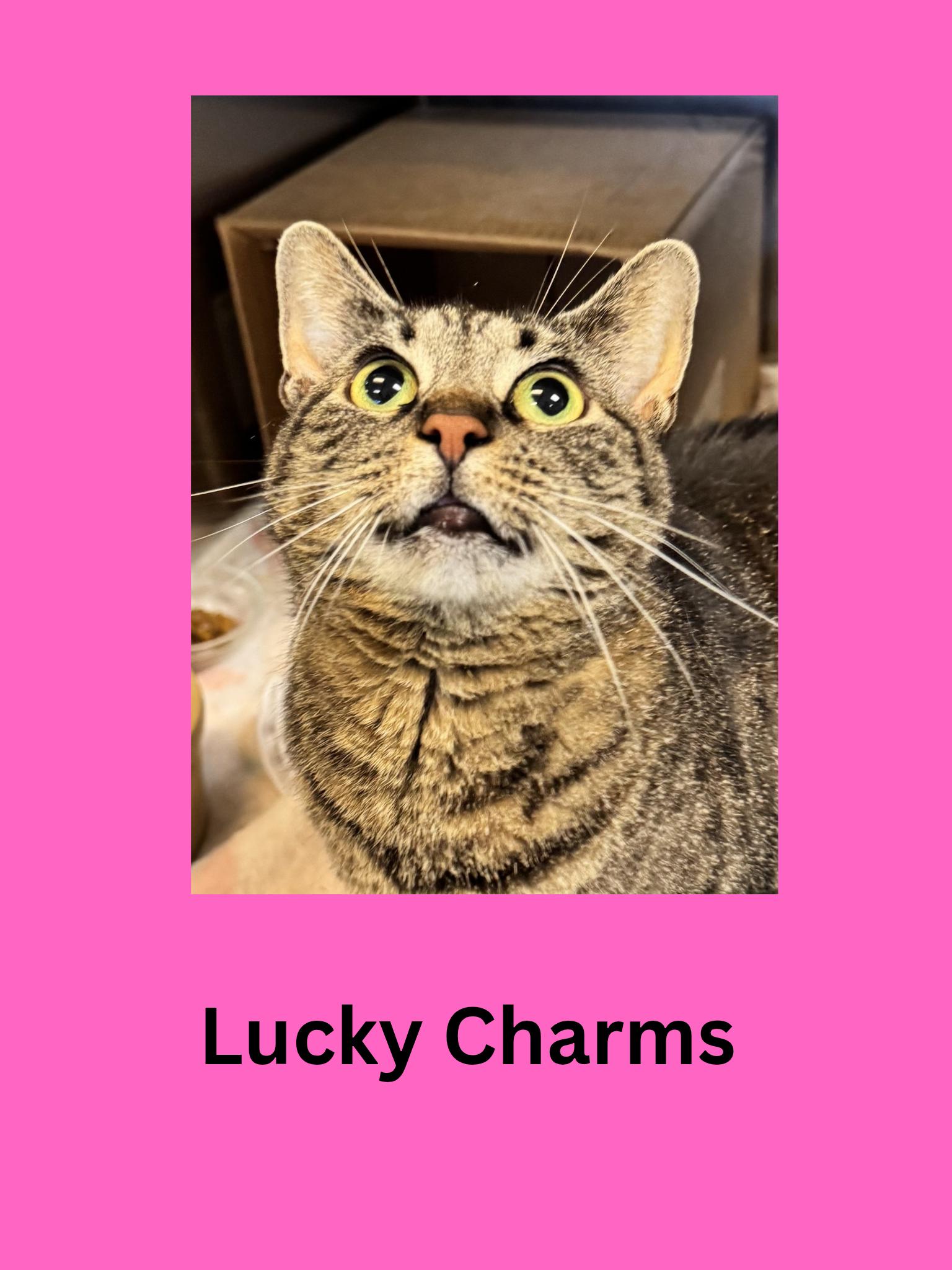 Enlarge Lucky Charms, a ADOPTABLE Domestic Short Hair in Ravenna, OH image 1/1