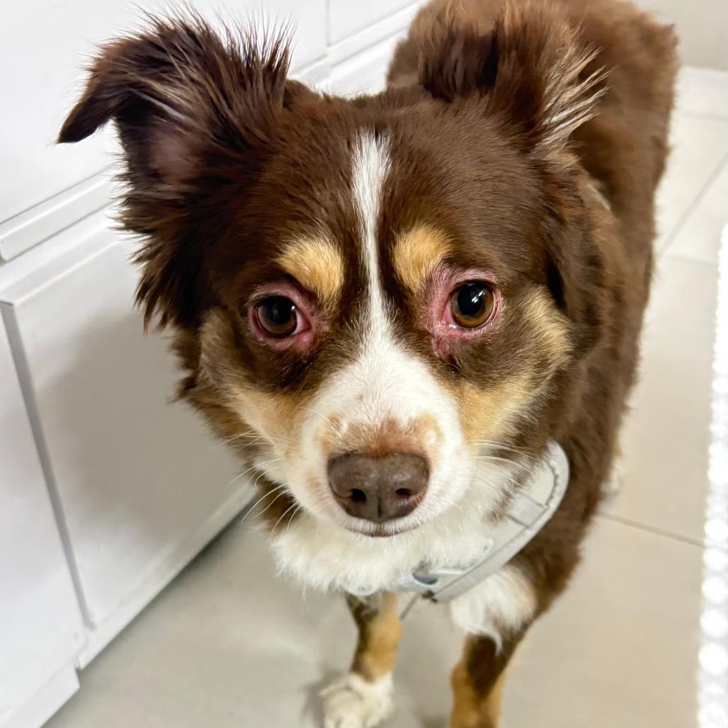 Ace, adopted, Adult Male Australian Shepherd.