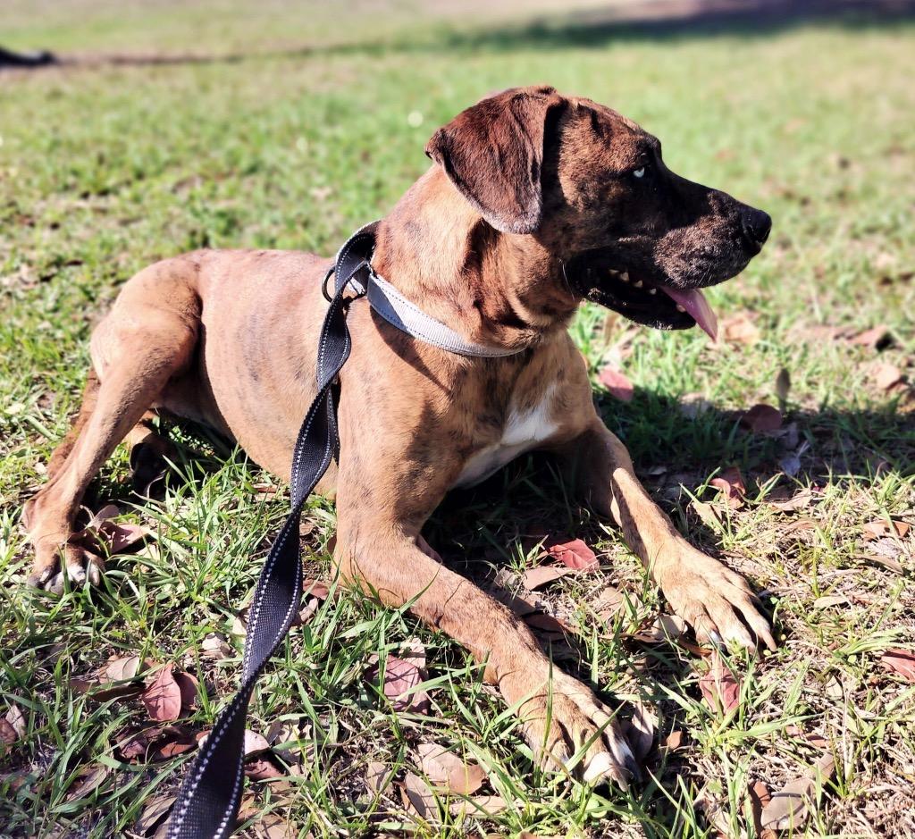 Enlarge Blue Eyes-Shy and Sweet, a Adoptable mixed breed in Fort Myers, FL image 3/4