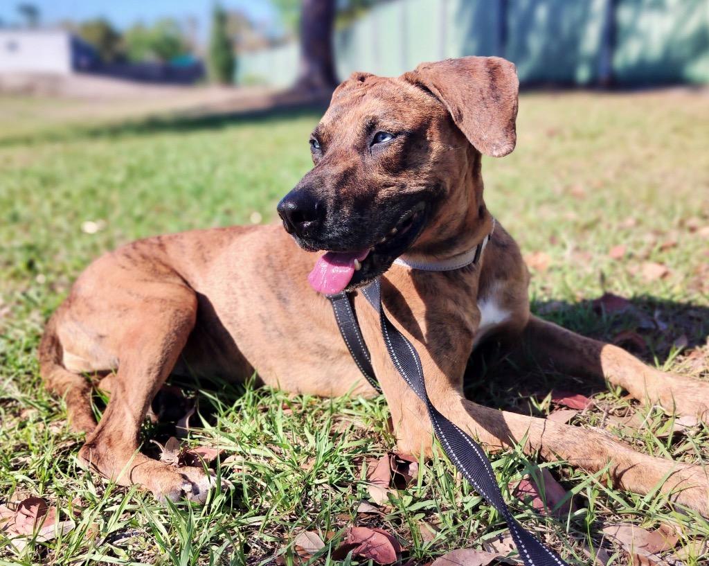 Enlarge Blue Eyes-Shy and Sweet, a Adoptable mixed breed in Fort Myers, FL image 2/4