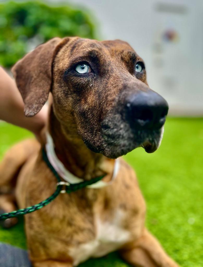 Blue Eyes-Shy and Sweet, Adoptable, Young Female Mountain Cur & Rhodesian Ridgeback.
