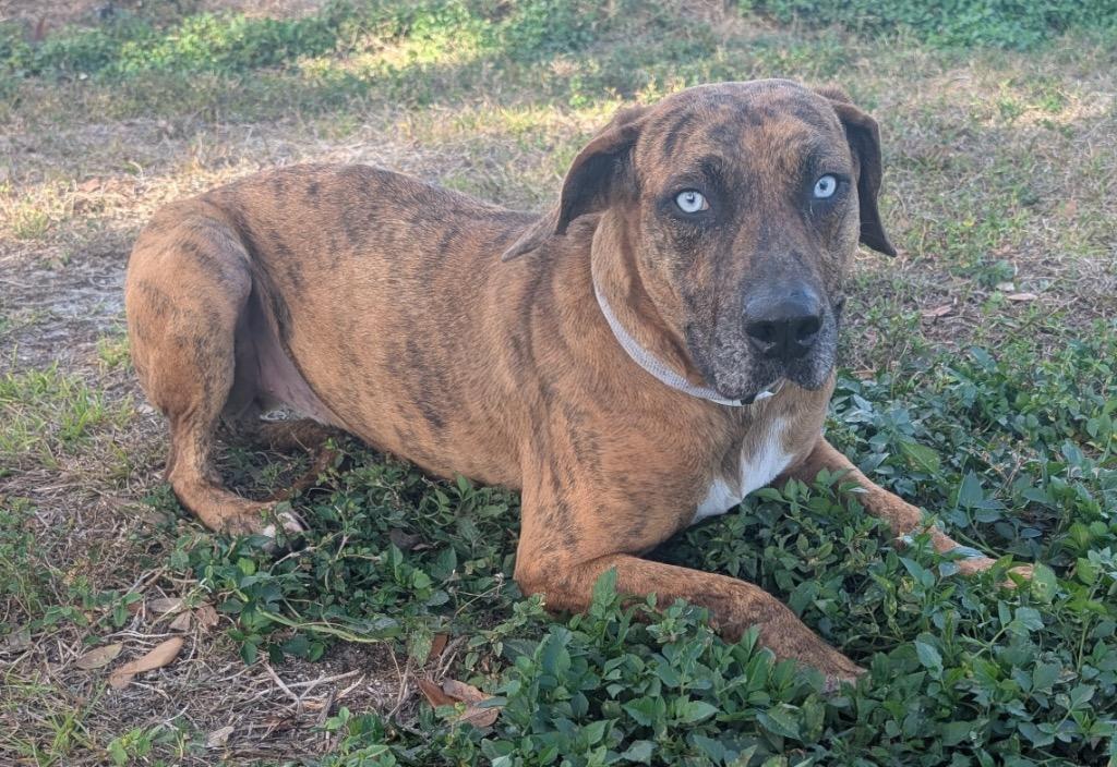 Enlarge Blue Eyes-Shy and Sweet, a Adoptable mixed breed in Fort Myers, FL image 4/4