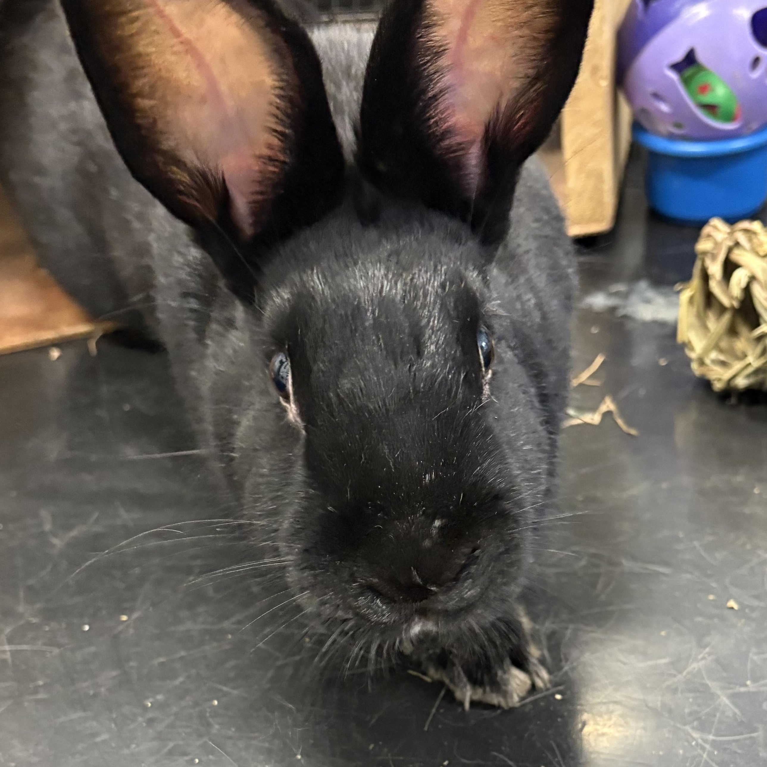 Jackie, Adoptable, Adult Female American.