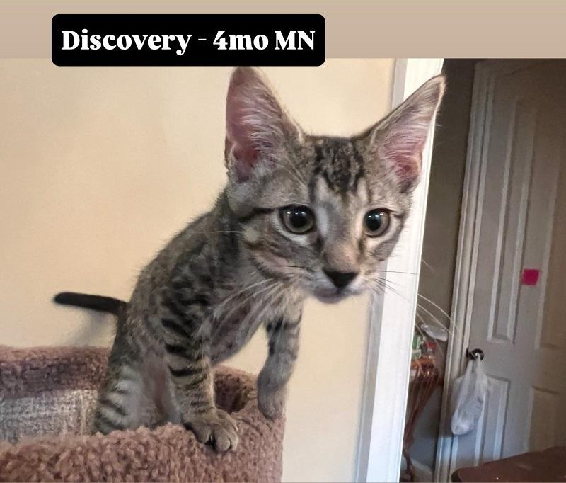 DISCOVERY