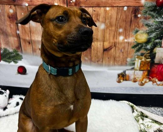 Enlarge Wade, a Adoptable mixed breed in Knoxville, IA image 1/2