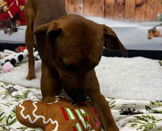 Enlarge Wade, a Adoptable mixed breed in Knoxville, IA image 2/2