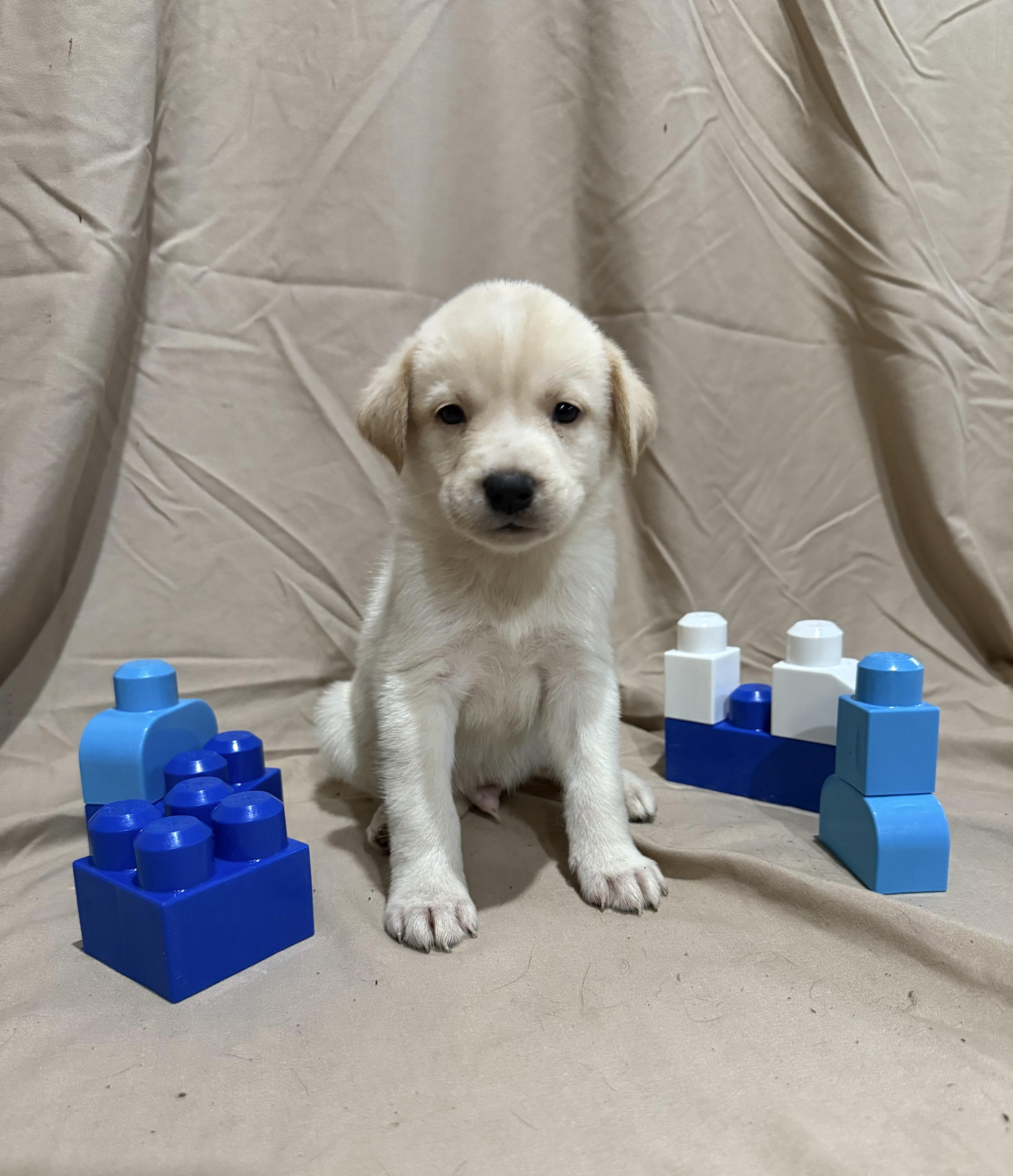 Enlarge Ghost, a Adopted mixed breed in Middlefield , OH image 4/4