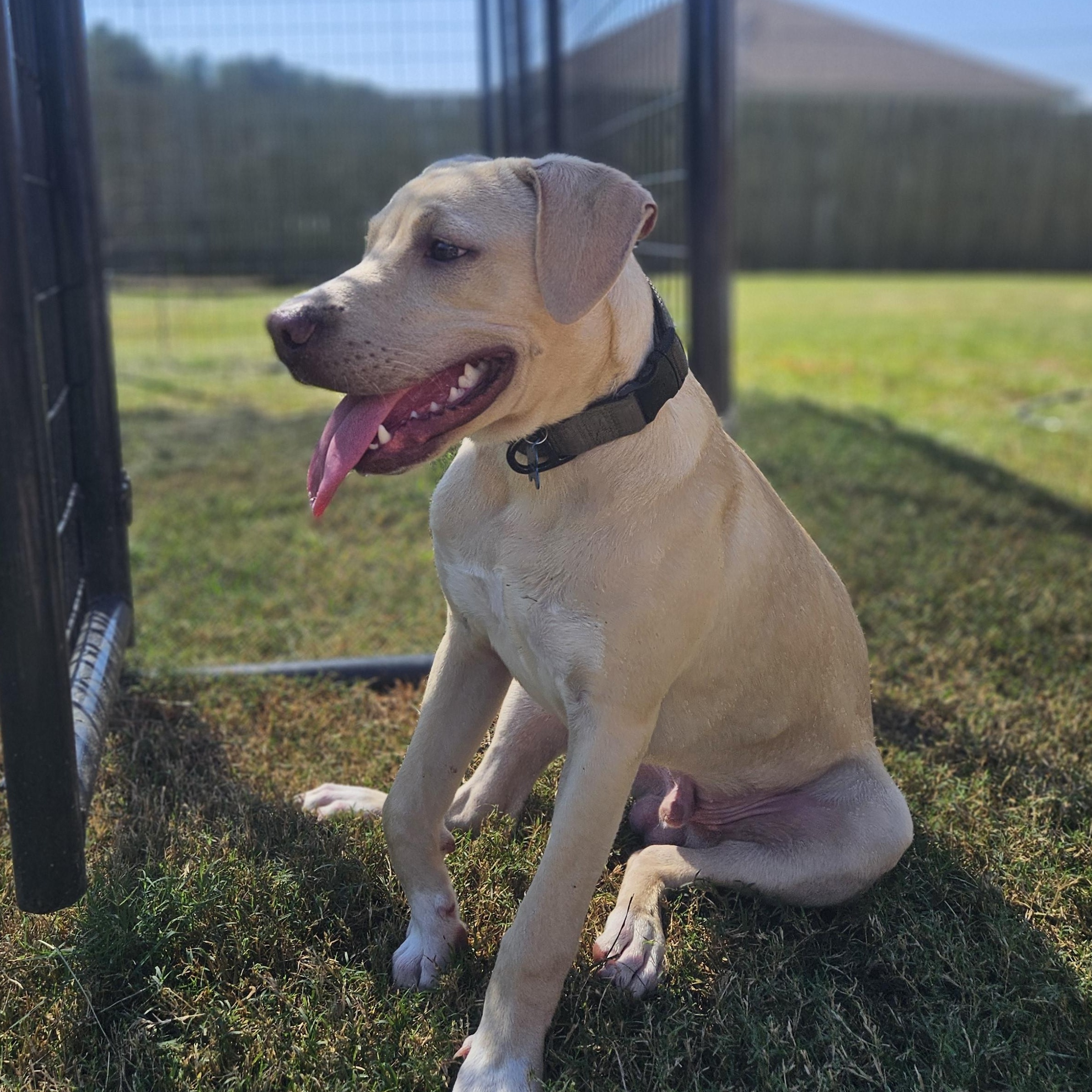 ~ Courtesy ~ Shiloh, a Adopted mixed breed in Mobile, AL image 1/3