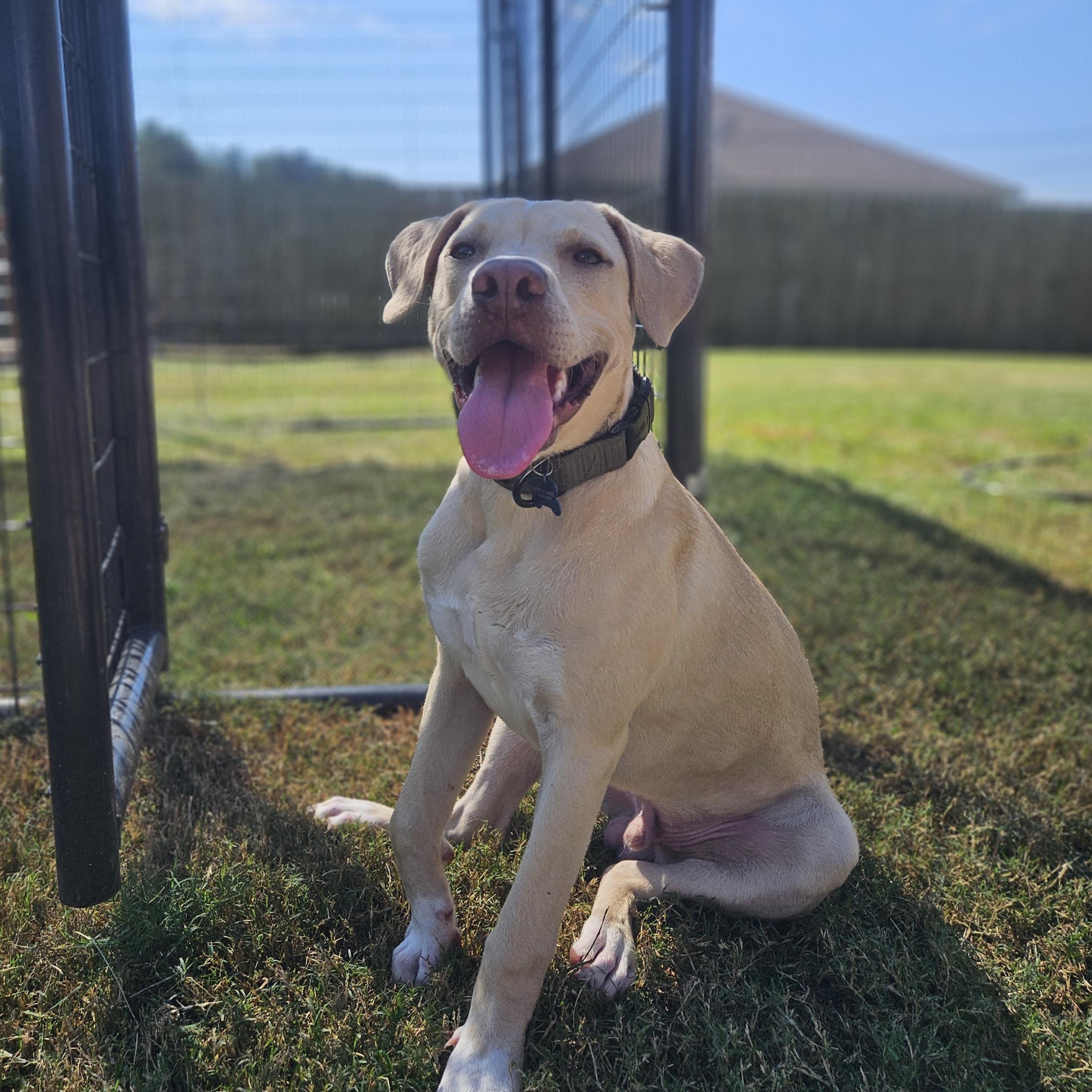 ~ Courtesy ~ Shiloh, a Adopted mixed breed in Mobile, AL image 2/3