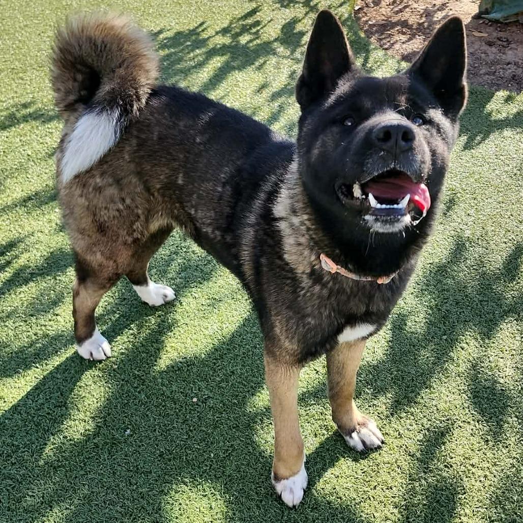 Brisket, Adoptable, Adult Female Akita.