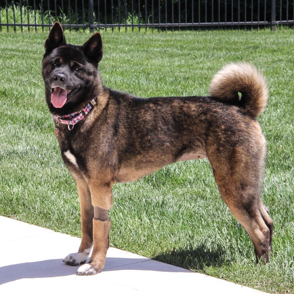Brisket, Adoptable, Adult Female Akita.