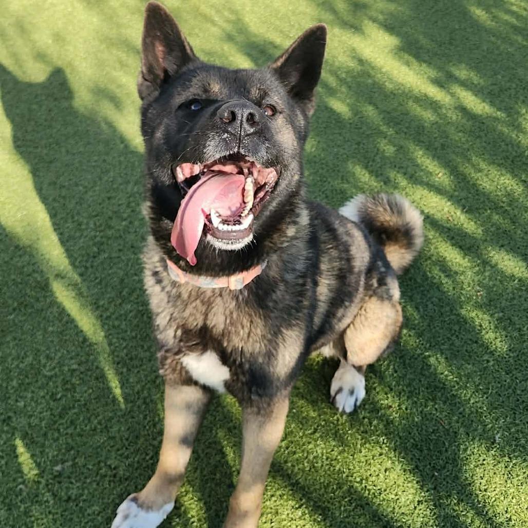Enlarge Brisket, a Adoptable Akita in Wichita, KS image 2/2