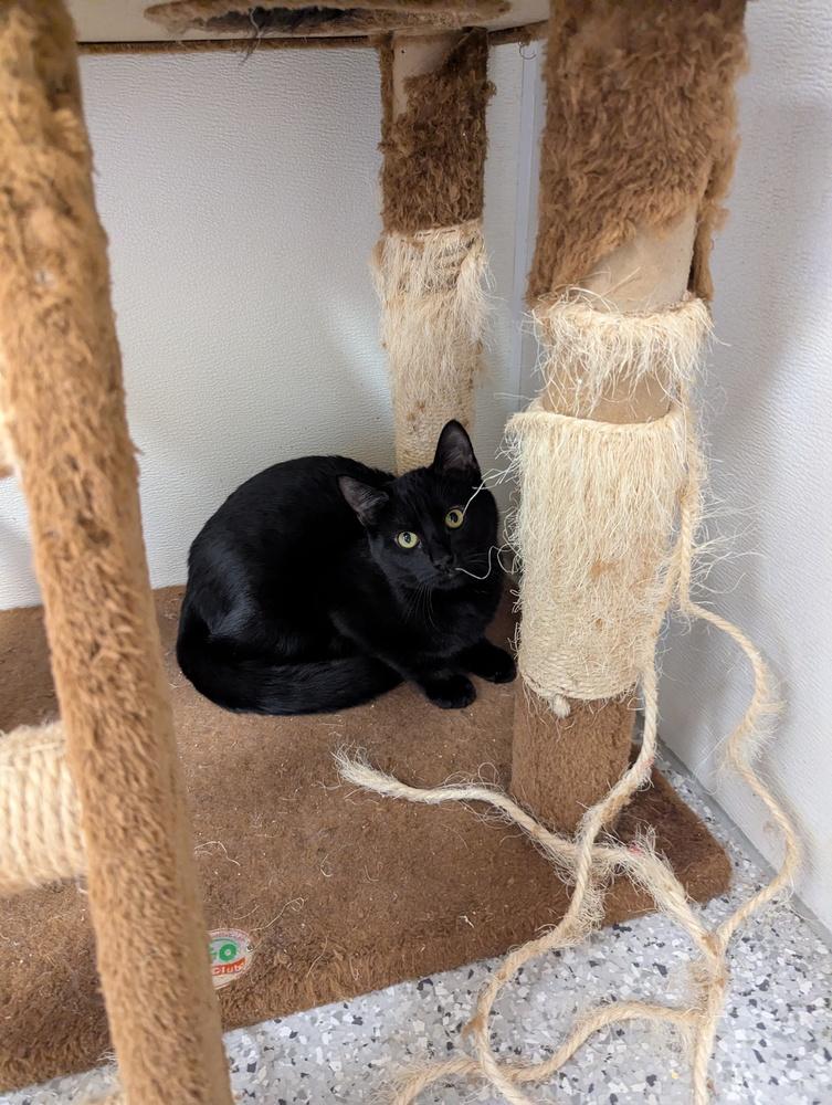 Enlarge Bernadette, a Adoptable Domestic Long Hair in Fort Walton Beach, FL image 1/1