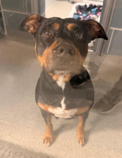 Zena ***KANKAKEE TORNADO PUP***, adopted, Adult Female Rottweiler.