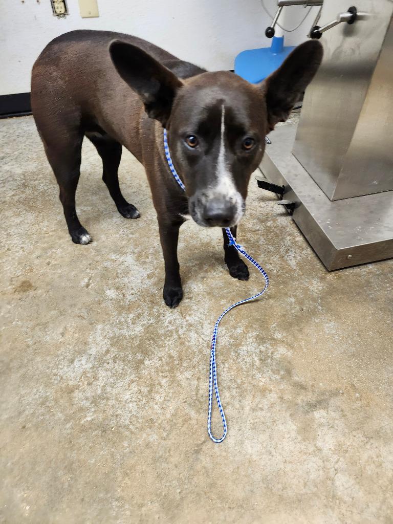 Hershey, Adoptable, Adult Female Mixed Breed.