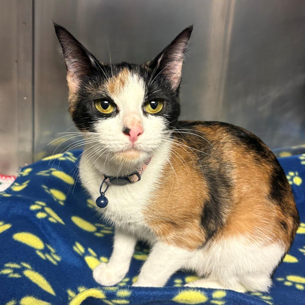 Pumpkin Soft Paws, Adoptable, Adult Female Domestic Short Hair.