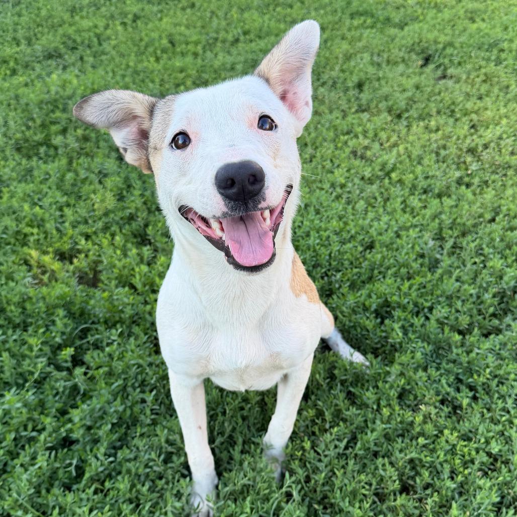 Mayflower, Adoptable, Young Female Pit Bull Terrier & Jack Russell Terrier.