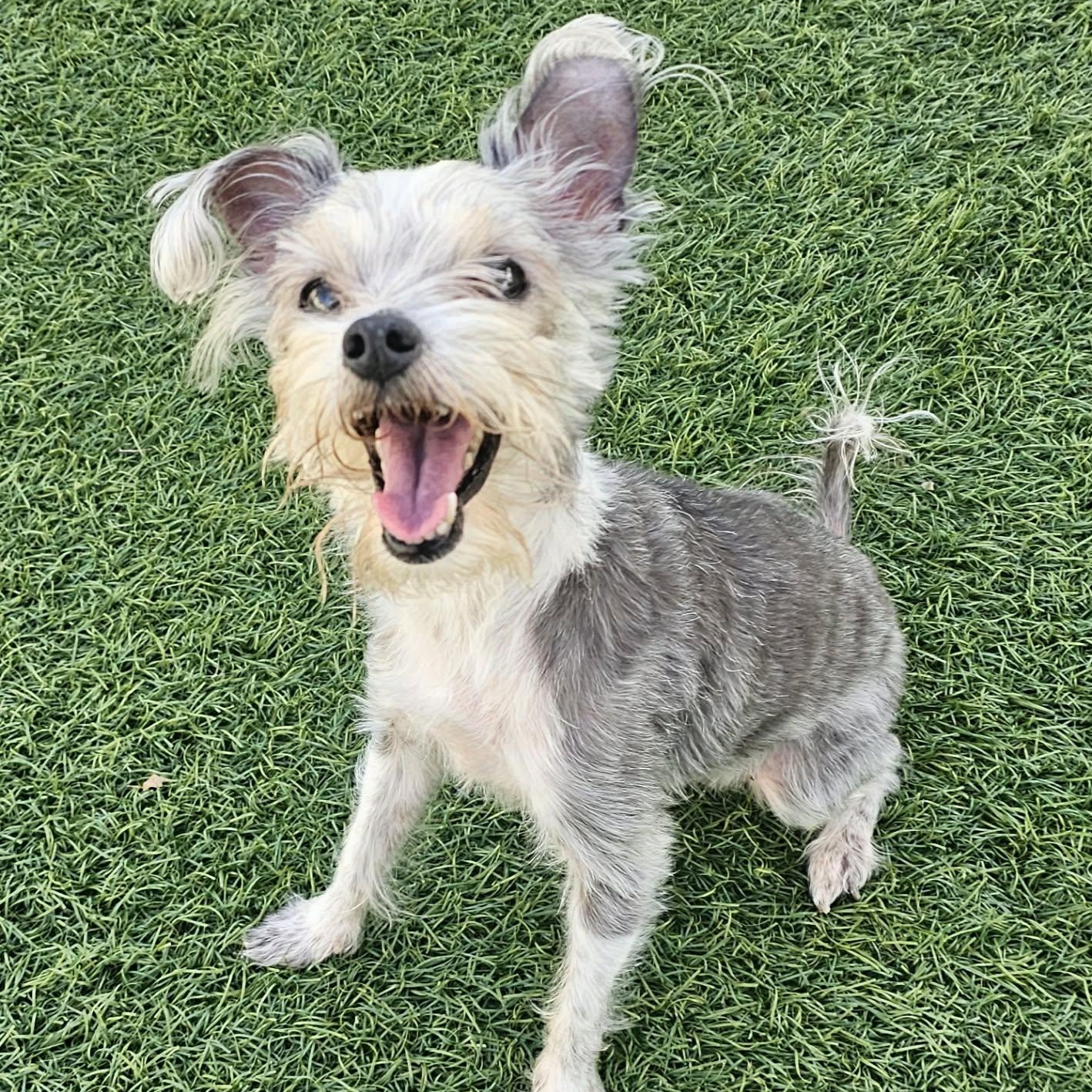 Elsie, Adopted, Senior Female Yorkshire Terrier & Pomeranian.