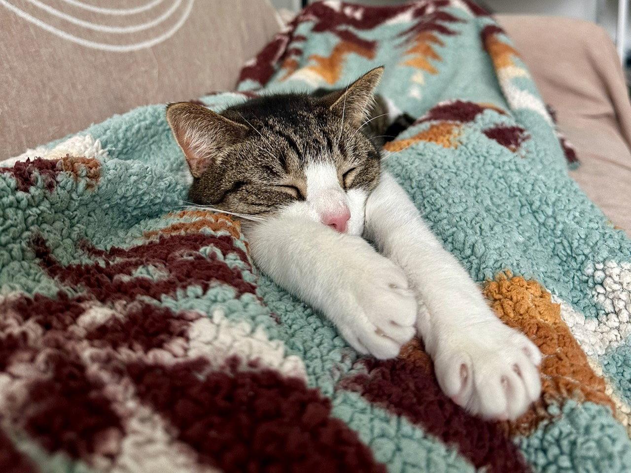 Oppie, a Adoptable Domestic Short Hair in Somerville, MA image 1/3