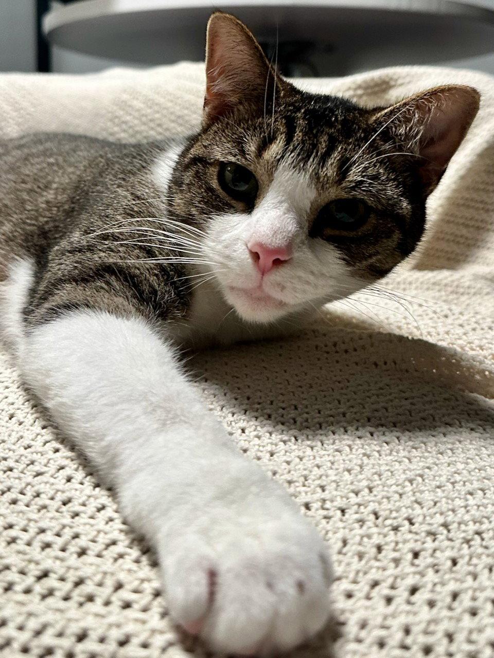 Oppie, a Adoptable Domestic Short Hair in Somerville, MA image 2/3