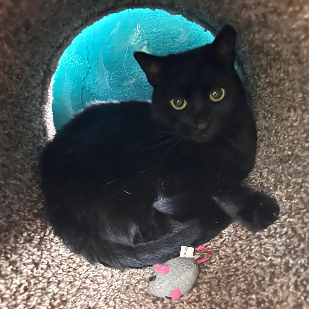 Jenny, adopted, Adult Female Domestic Short Hair.