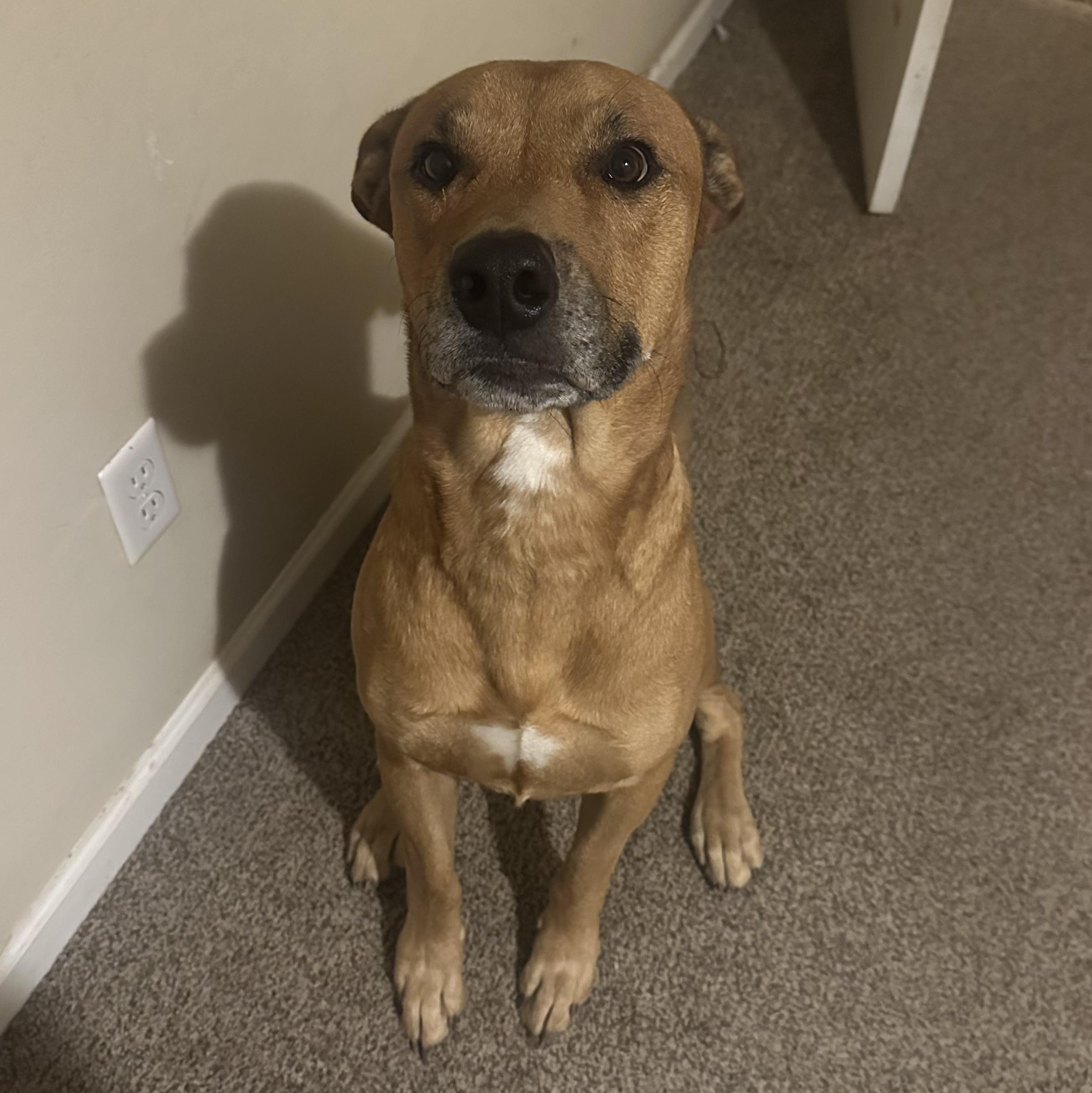 Axel, a Adoptable mixed breed in Scottsdale, AZ image 1/3