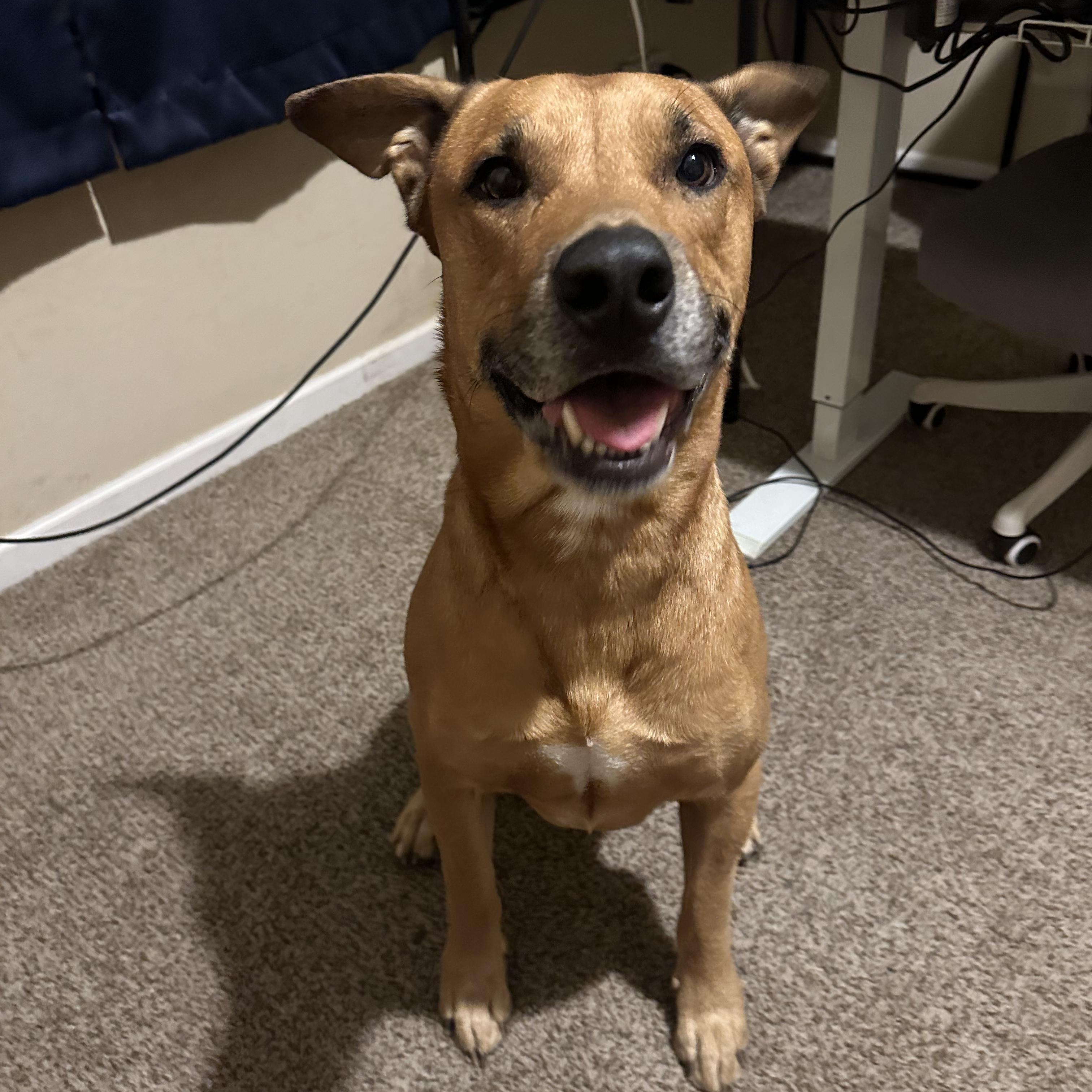 Axel, a Adoptable mixed breed in Scottsdale, AZ image 2/3