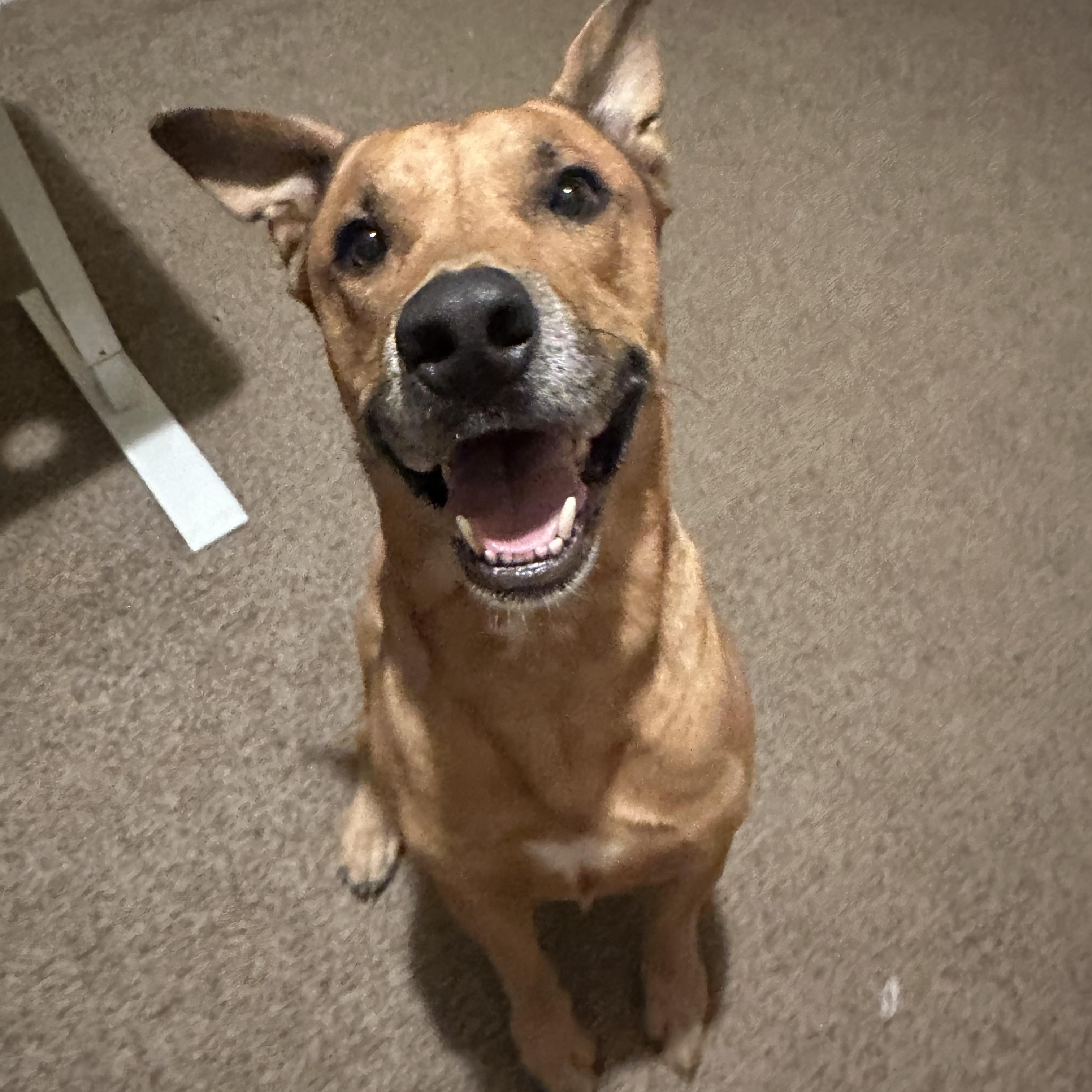 Axel, a Adoptable mixed breed in Scottsdale, AZ image 3/3