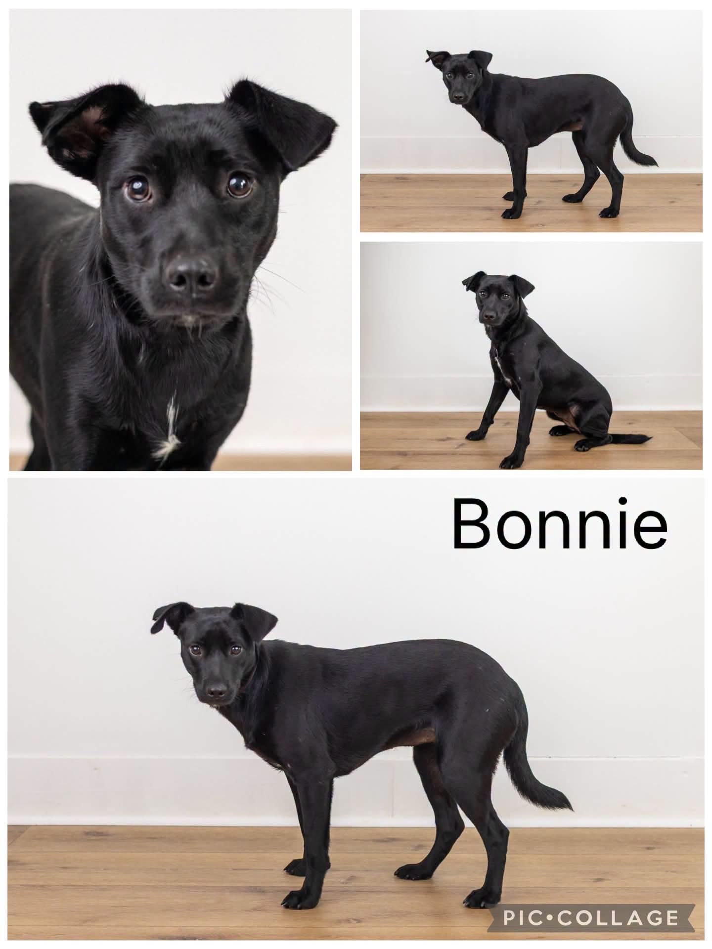 Bonnie, ADOPTABLE, Young Female Labrador Retriever.