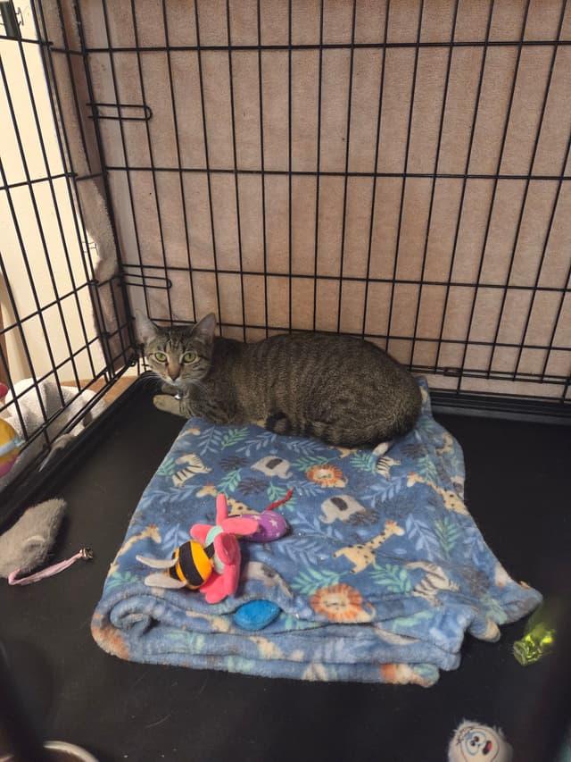 Pixie Lea, Adoptable, Young Female Domestic Short Hair.