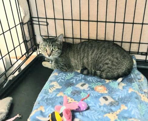 Enlarge Pixie Lea, a Adoptable mixed breed in Buhl, ID image 2/3