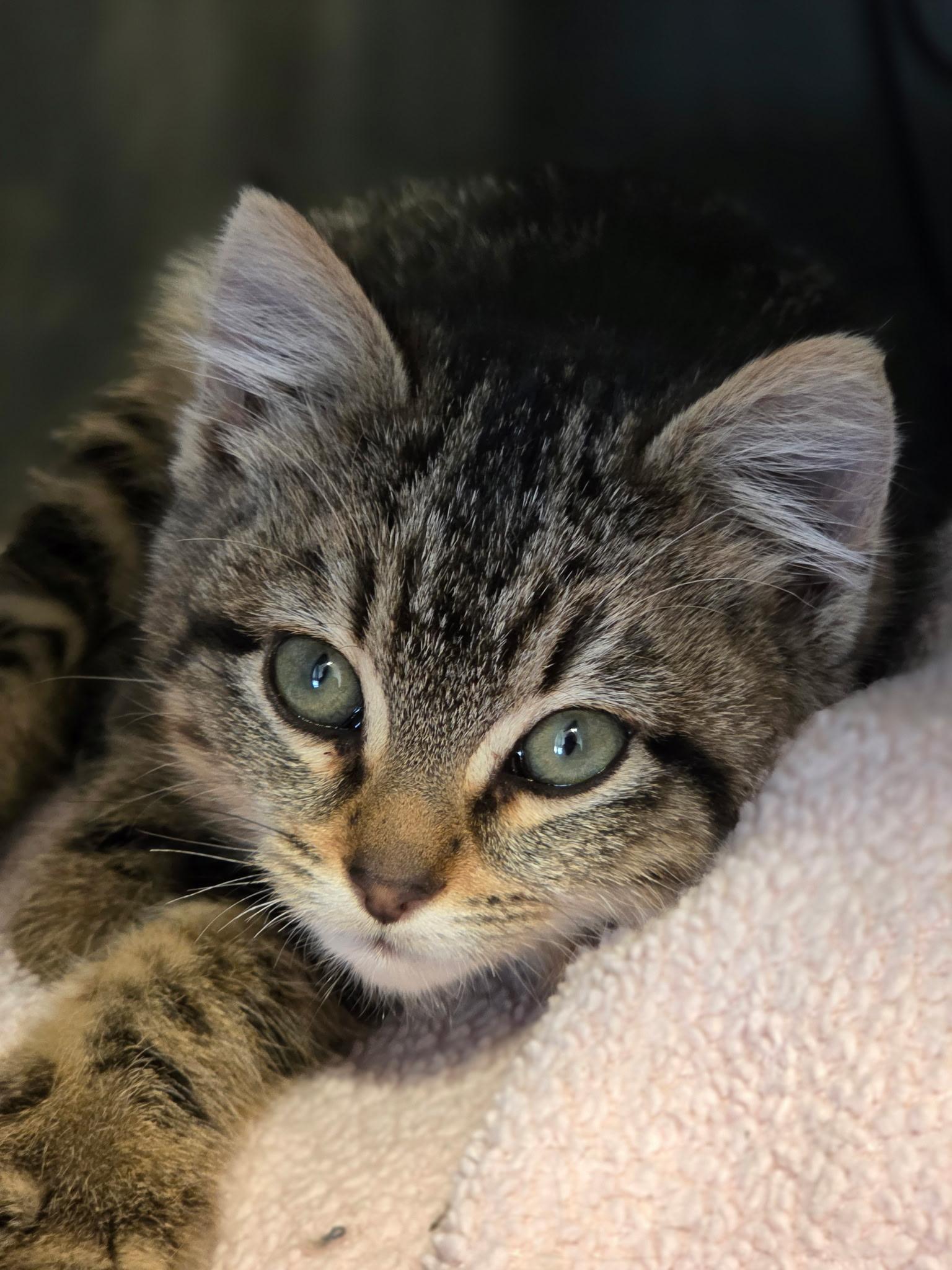 Enlarge Pixie Lea, a Adoptable mixed breed in Buhl, ID image 3/3