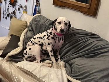 Luna-ADOPTION PENDING, ADOPTABLE, Young Female Dalmatian.