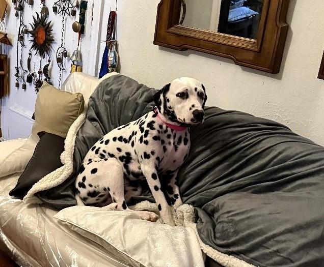 Enlarge Luna-ADOPTION PENDING, a ADOPTABLE Dalmatian in New York, NY image 2/5