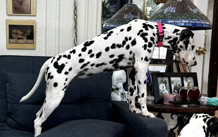 Enlarge Luna-ADOPTION PENDING, a ADOPTABLE Dalmatian in New York, NY image 3/5