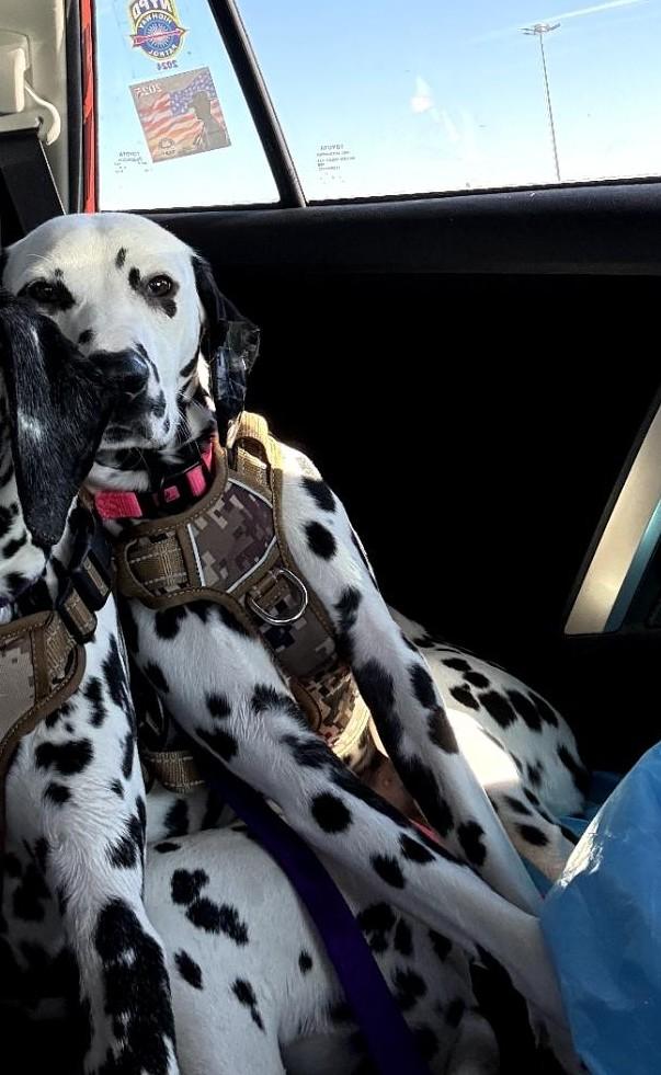 Enlarge Luna-ADOPTION PENDING, a ADOPTABLE Dalmatian in New York, NY image 4/5